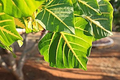 《超级马里奥兄弟：惊奇》专场直面会全程视频